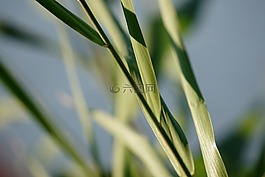 蘆葦,里德,草