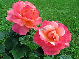 玫瑰,鮮花,花園