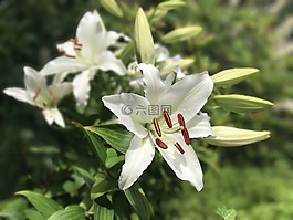 不同的重点,花,白莉莉