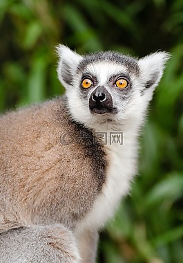 動物,嬰兒,可愛