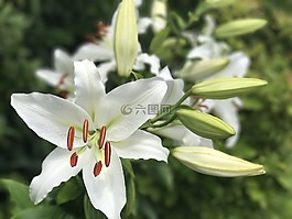 白莉莉,lilly的,密切