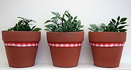 植物合成,陶,紅絲帶