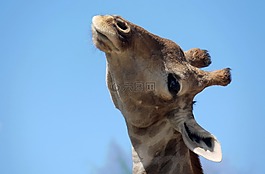 長頸鹿,頭,動物