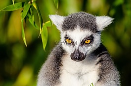 動物,特寫,可愛