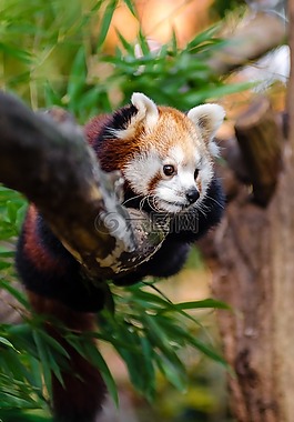 動物,枝杈,可愛