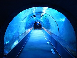 隧道,水下,水族館