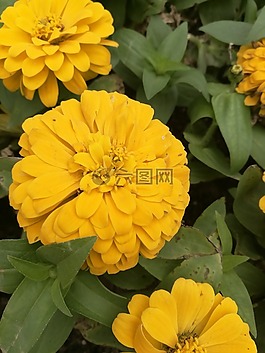 花,秋天,自然