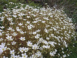 花,挪威,自然