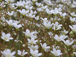 花,挪威,自然