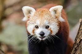 可愛的,動(dòng)物,模糊