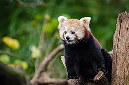 動(dòng)物,可愛,自然