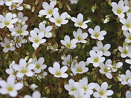 花,挪威,自然