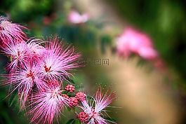 粉撲花,紅粉撲花,艷紅合歡