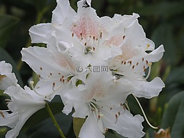 花,挪威,自然