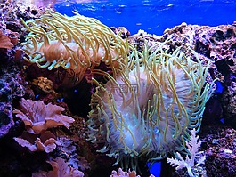 ?？?水族館,睡蓮