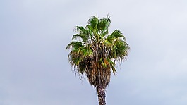 棕櫚,熱帶地區(qū),特內(nèi)里費
