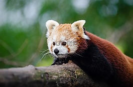 可愛的,動物,動物攝影