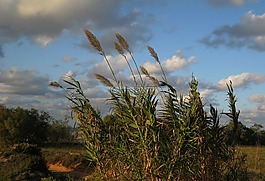 草,夏季,性質
