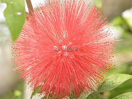 花,挪威,自然