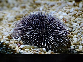 海膽,紫海膽,sphaerechinus granularis