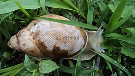 海螺,蝸牛,軟體動(dòng)物