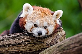 動物,肉食動物,特寫