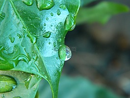 咖啡,拖放,雨