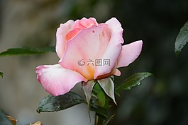 粉色,灌木,花