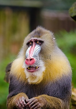 動物,特寫,可愛