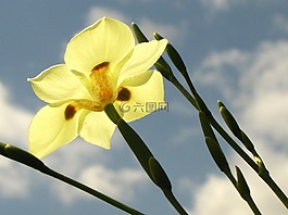 黃色花,鳶尾花,百合