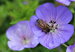 蜜蜂,開花,花粉