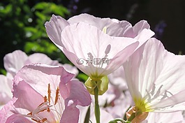 紫色,花,透明