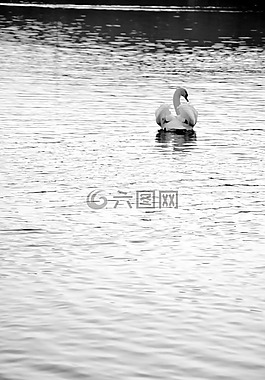 湖,鹅,水面