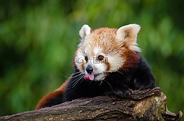 動物,可愛,毛皮
