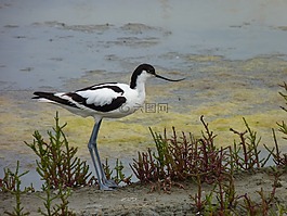 avocet,性质,动物