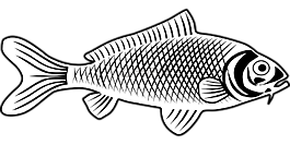 魚,動(dòng)物,生物學(xué)