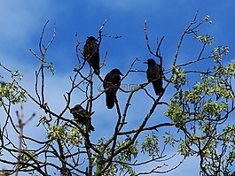 烏鴉,鳥,動物