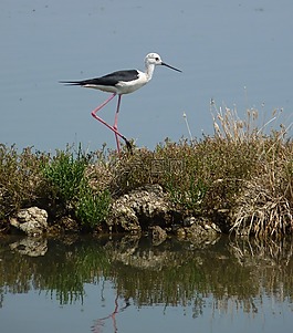 鳥,性質(zhì),動(dòng)物