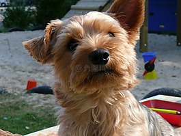 约克夏犬,狗,宠物