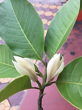 花,玉,傳播