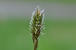 普通梳子沙發(fā)上草,梳草,草甸草地