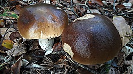 蘑菇,性質,秋