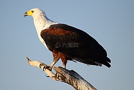 魚鷹,阿德勒,鳥
