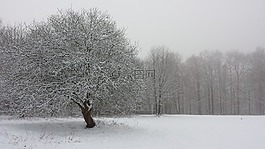 冬天,樹(shù),字段