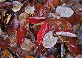 濕葉,秋天的落葉,雨滴