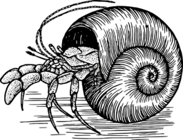 蟹,甲殼動(dòng)物,貝殼