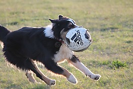 狗,牧羊犬,球