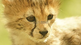 獵豹幼崽,貓,貓的
