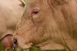 牛肉,牛,農業(yè)