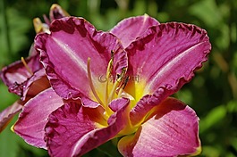 花,黄花菜,百合